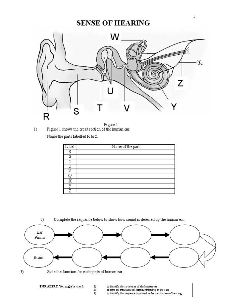ear anatomy worksheet