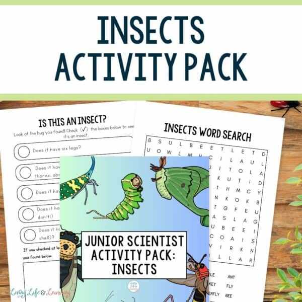create an insect worksheet