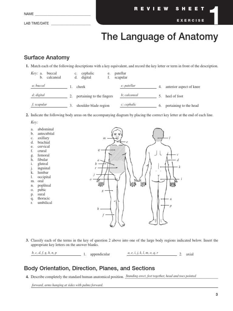 language of anatomy worksheet