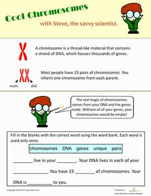 chromosomes genes and dna worksheet