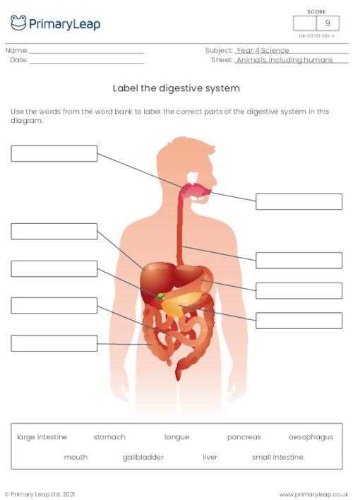 digestive system diagram labeled worksheet