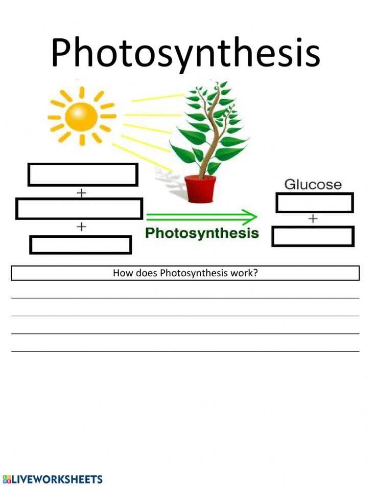 photosynthesis worksheets