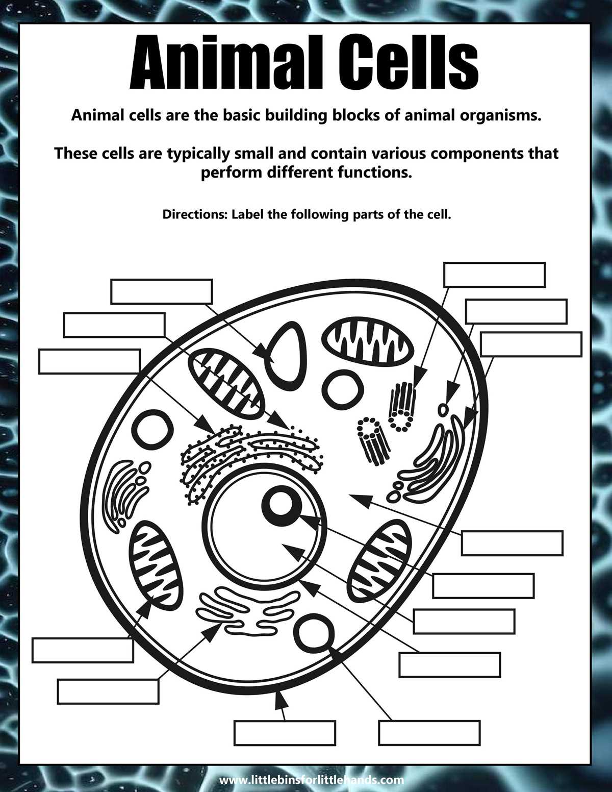 label animal and plant cell worksheet