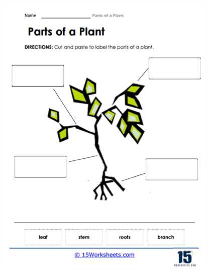 label parts of a plant worksheet