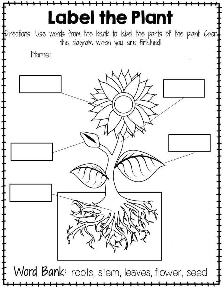 label parts of a plant worksheet