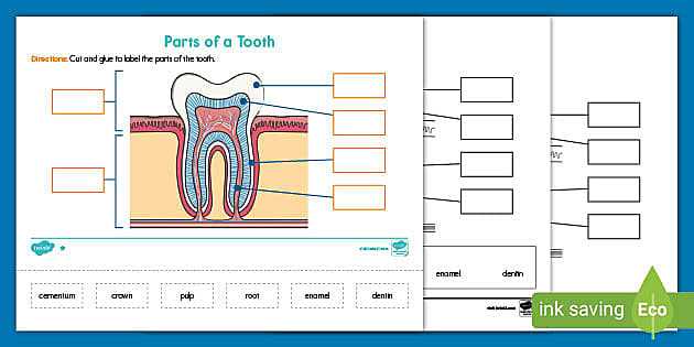 label parts of a tooth worksheet