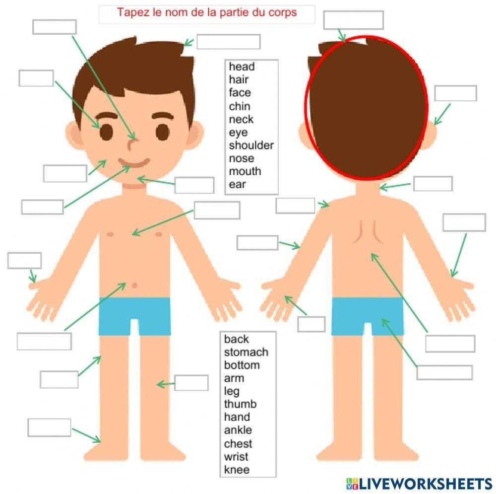 label parts of body worksheet