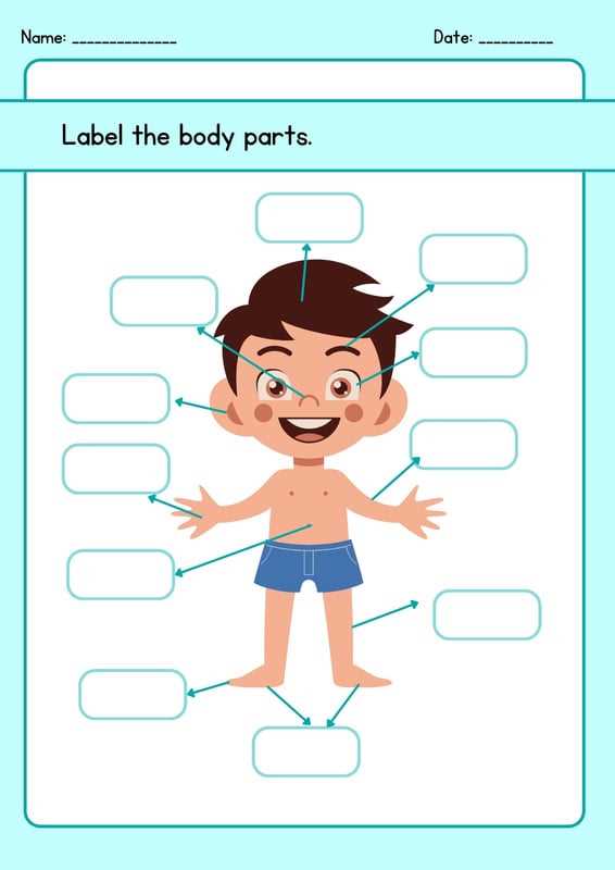 label parts of body worksheet