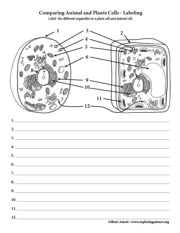 label plant cell and animal cell worksheet