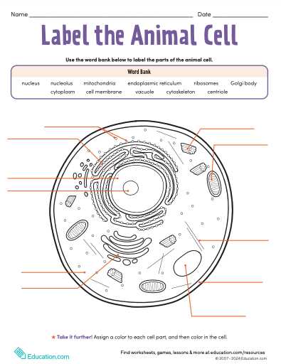 label plant cell and animal cell worksheet