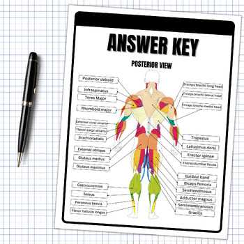 label the muscular system worksheet