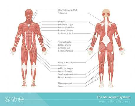 labeling muscles worksheet