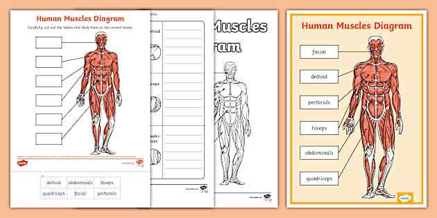 labelling muscles worksheet