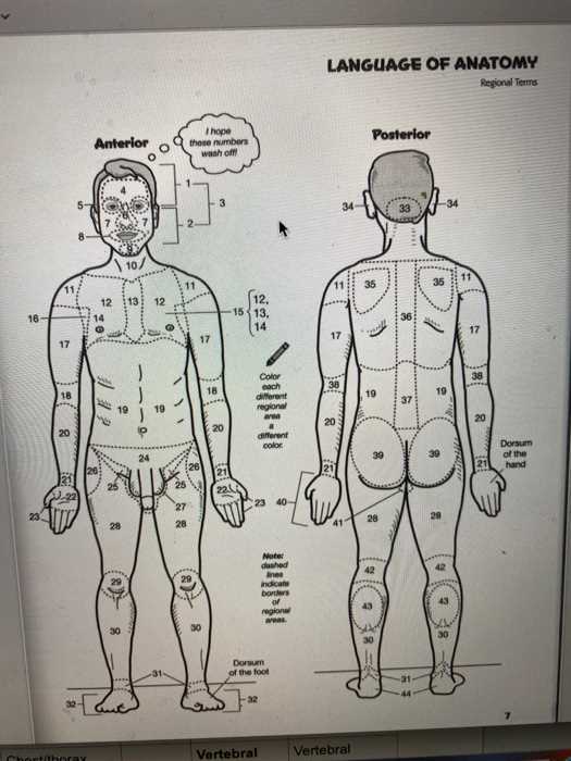 language of anatomy worksheet