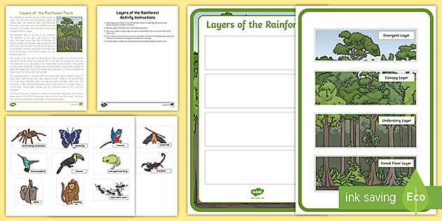 layers of the rainforest worksheet