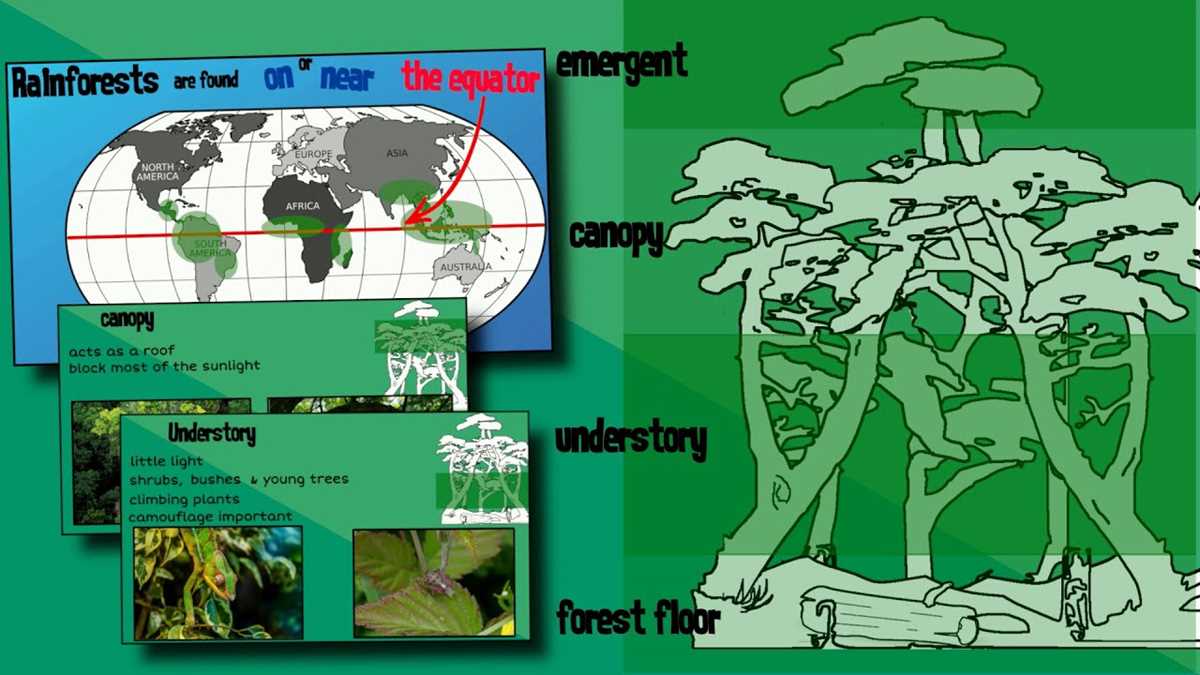 layers of the rainforest worksheet