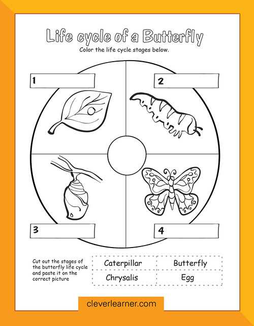 butterfly life cycle worksheet for kindergarten