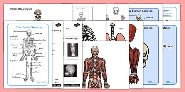 anatomy of a bone worksheet