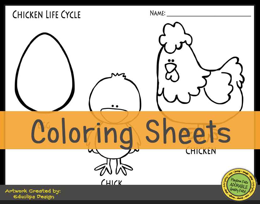 life cycle of a chick worksheet
