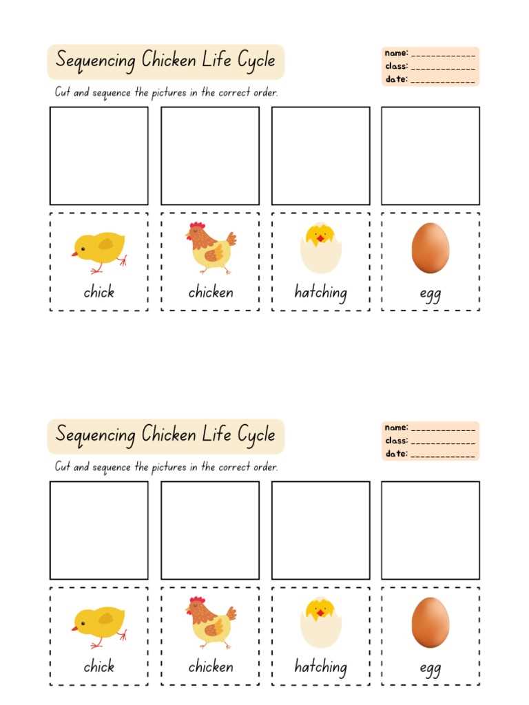life cycle of a chick worksheet