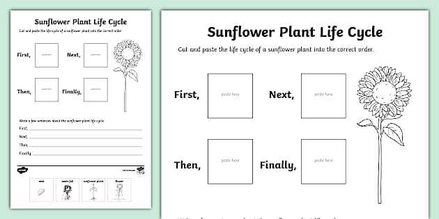 life cycle of a plant free printable worksheet