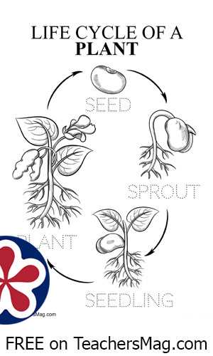 life cycle of a plant free printable worksheet