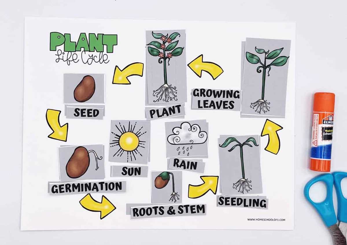 life cycle of a plant free printable worksheet