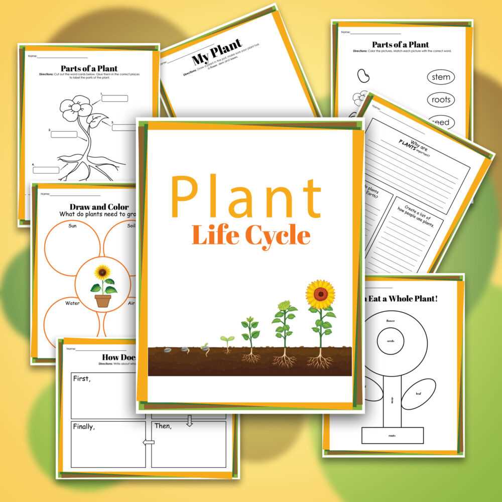 life cycle of a plant worksheet for kindergarten