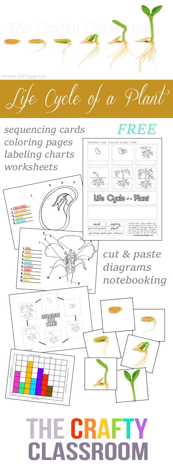 life cycle of a plant worksheet free