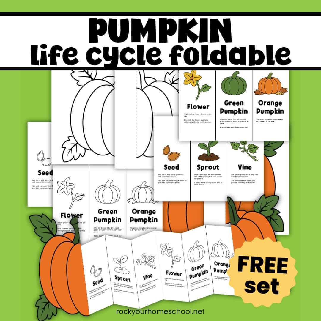 life cycle of a pumpkin worksheet
