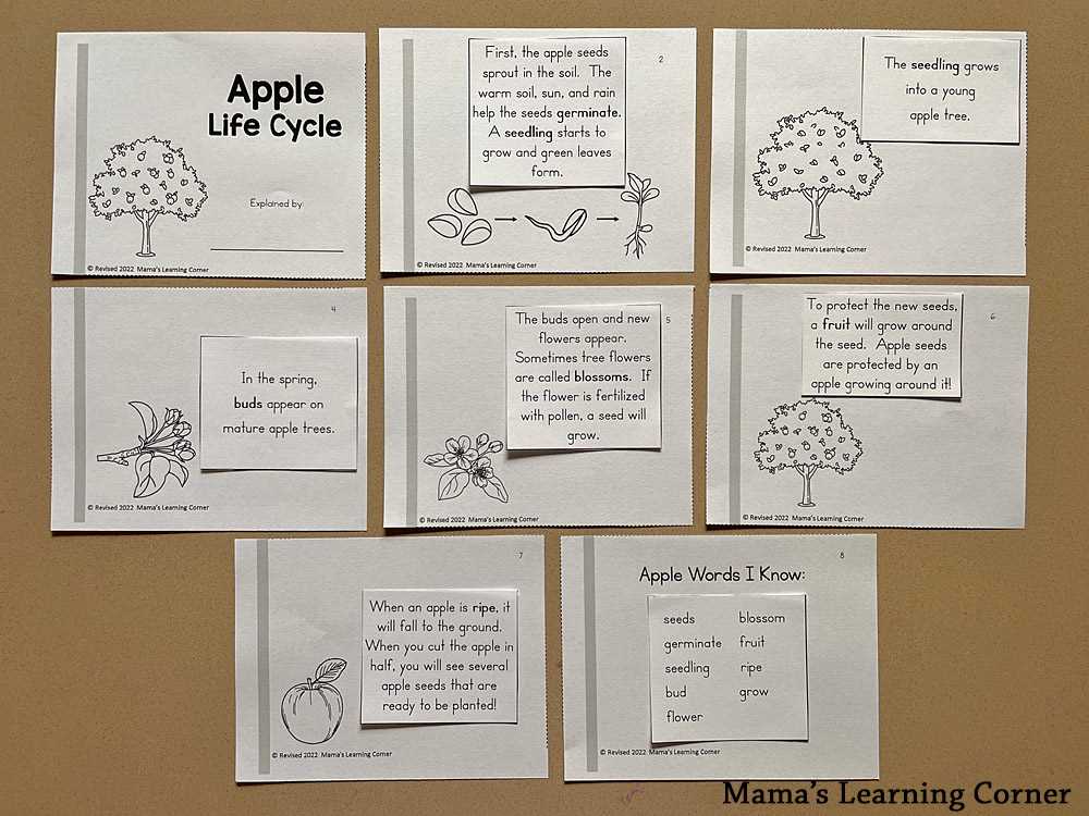 life cycle of an apple worksheet