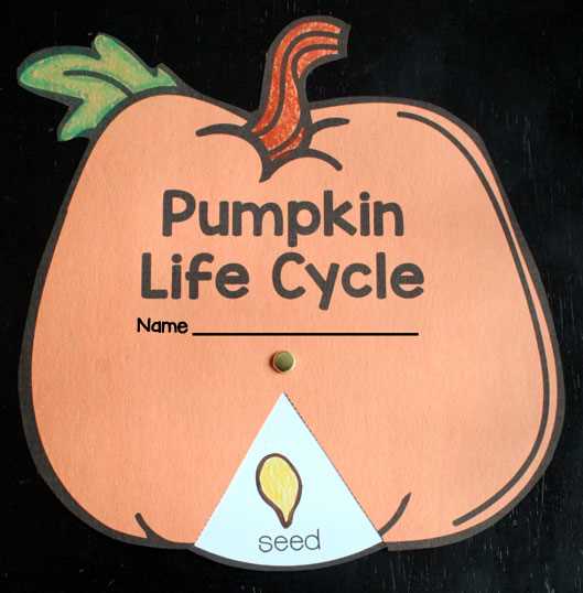 life cycle pumpkin worksheet
