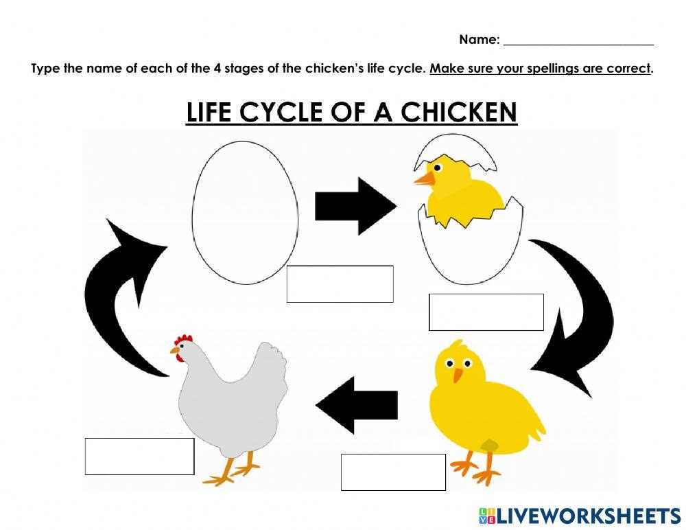 life cycle of a chick worksheet