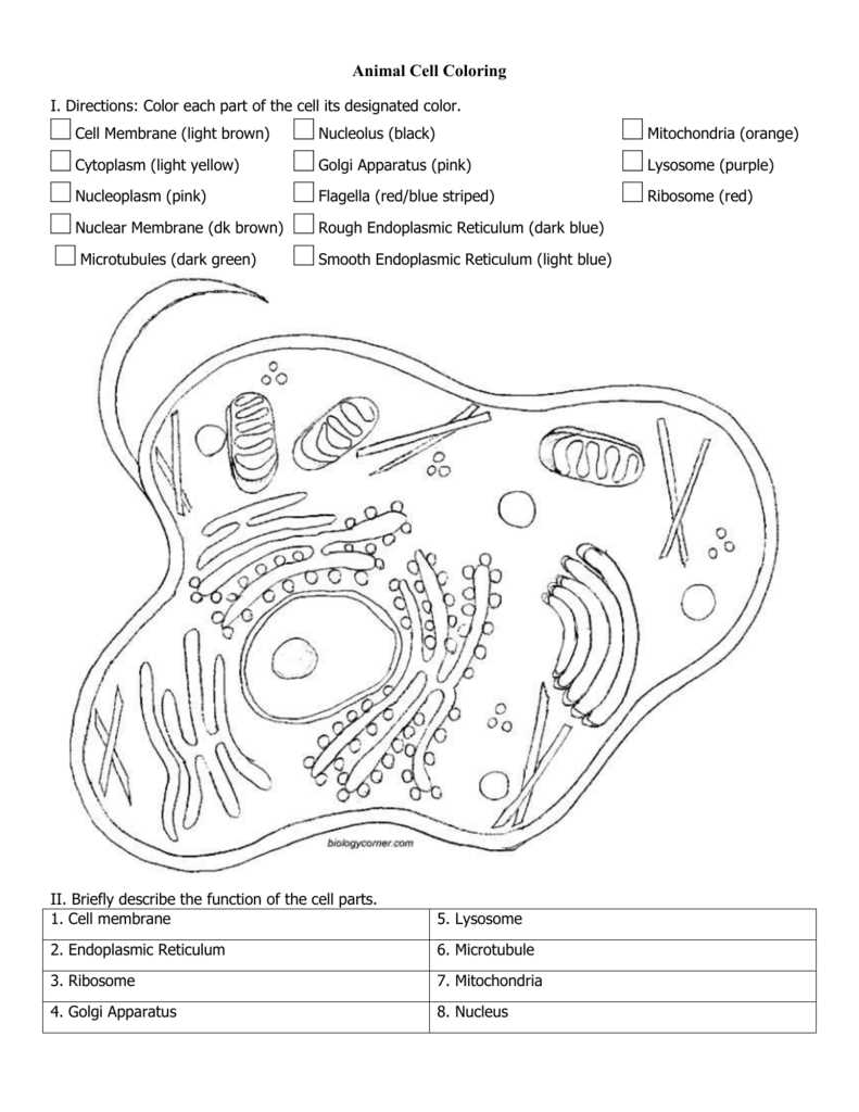 plant and animal cell coloring worksheets