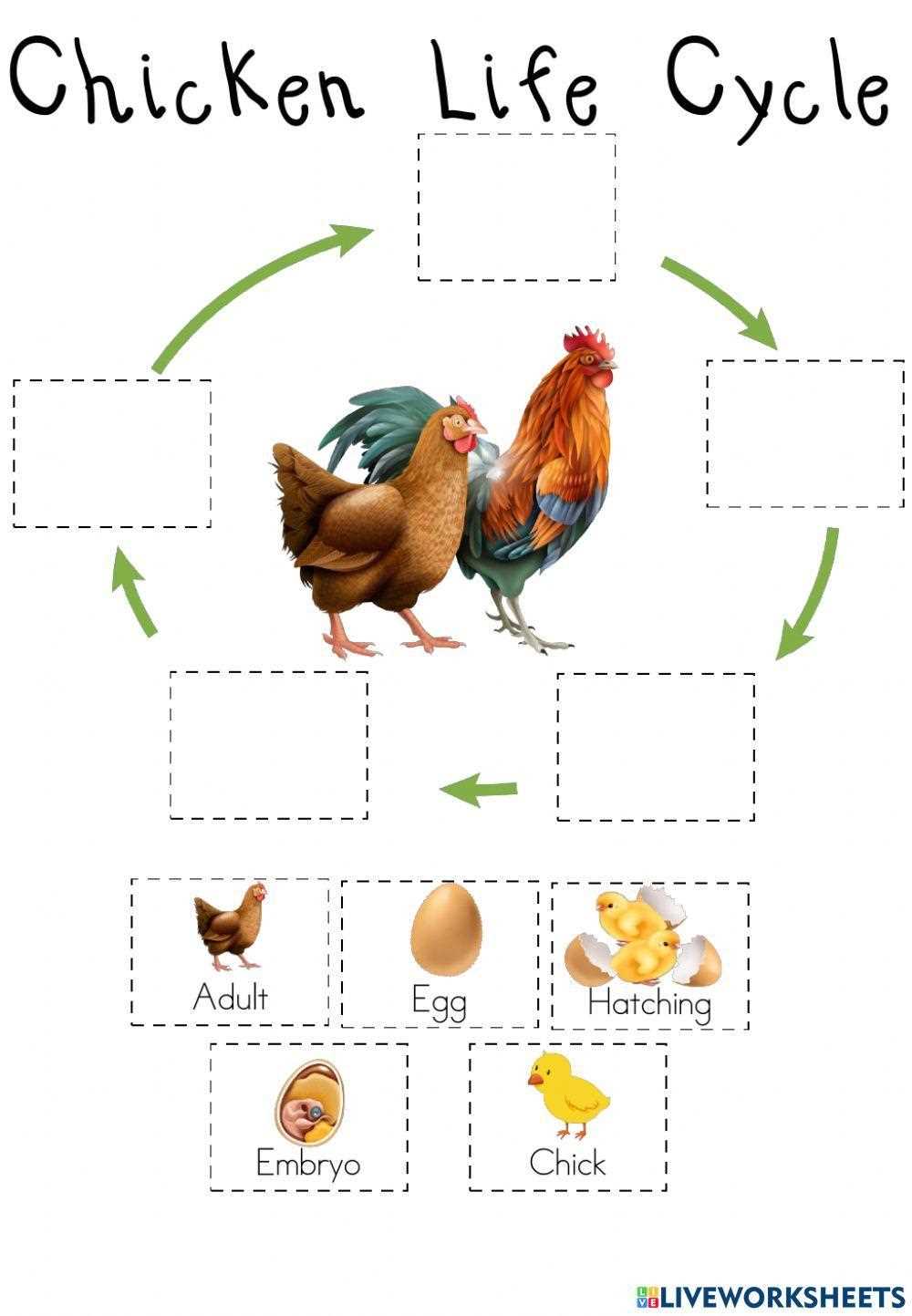 life cycle of a chicken worksheets