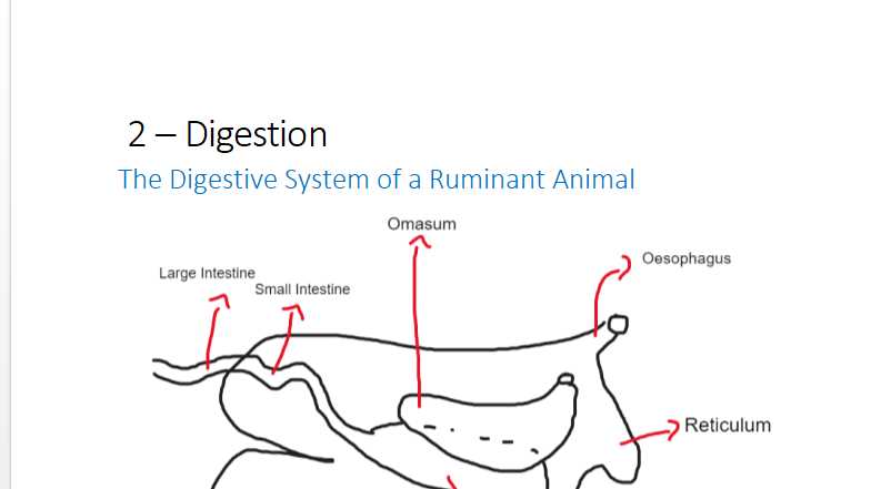animal digestion systems worksheet