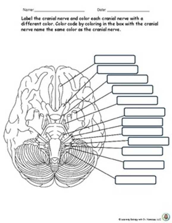cranial nerves worksheet