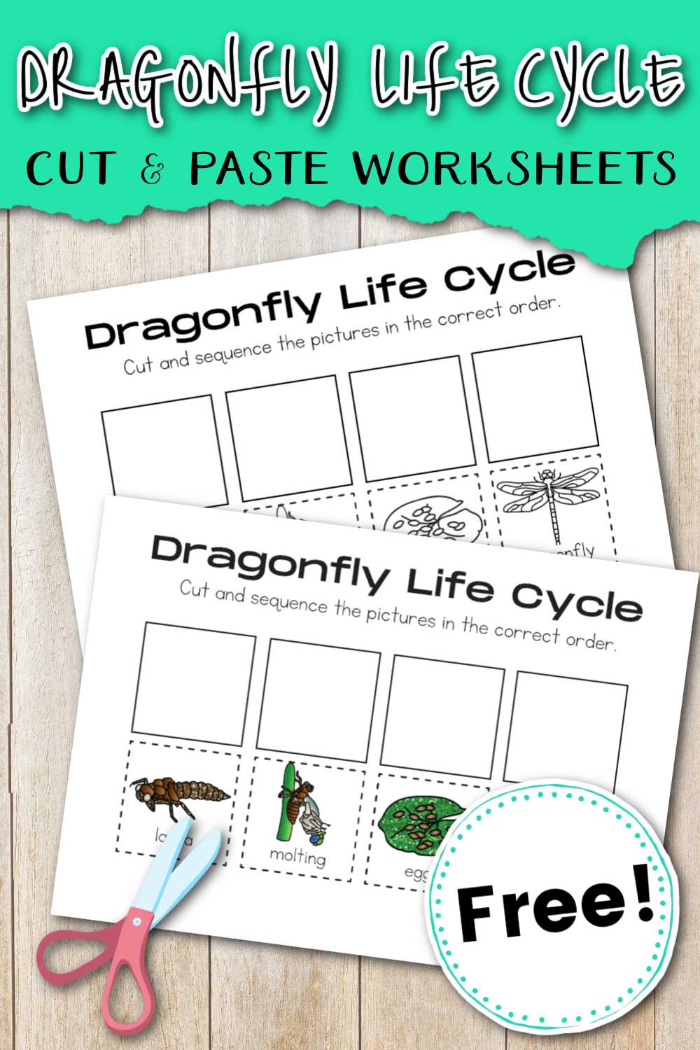 dragonfly biology book worksheets