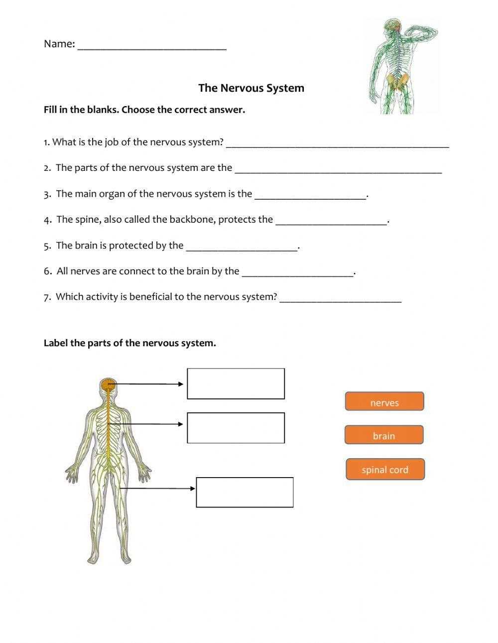divisions of the nervous system review worksheet