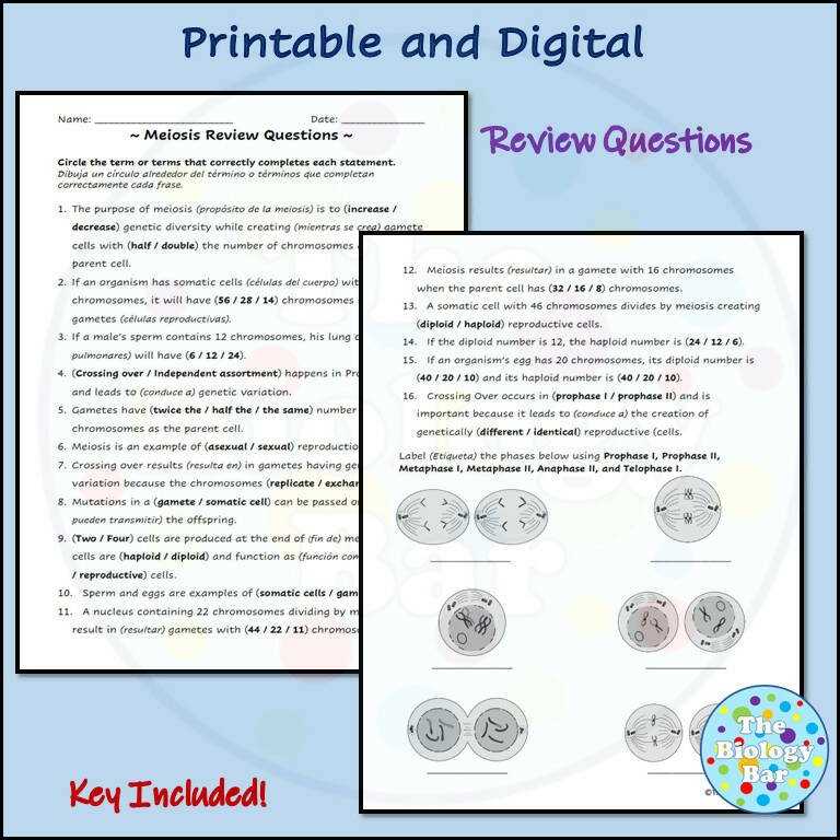 meiosis review worksheet