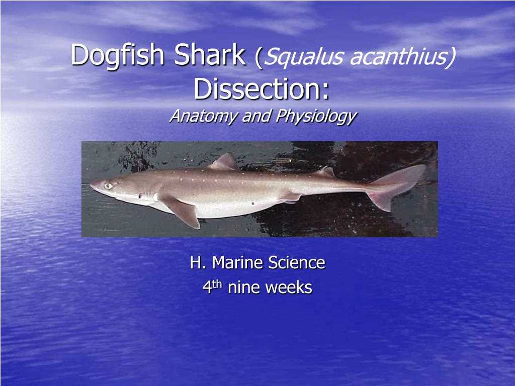 dogfish shark dissection worksheet