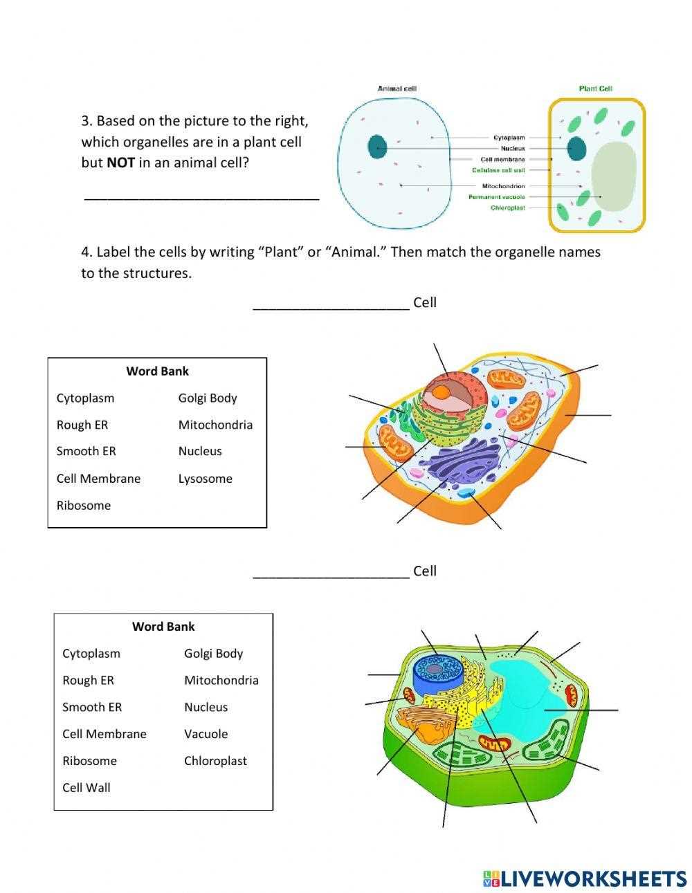 worksheet cells