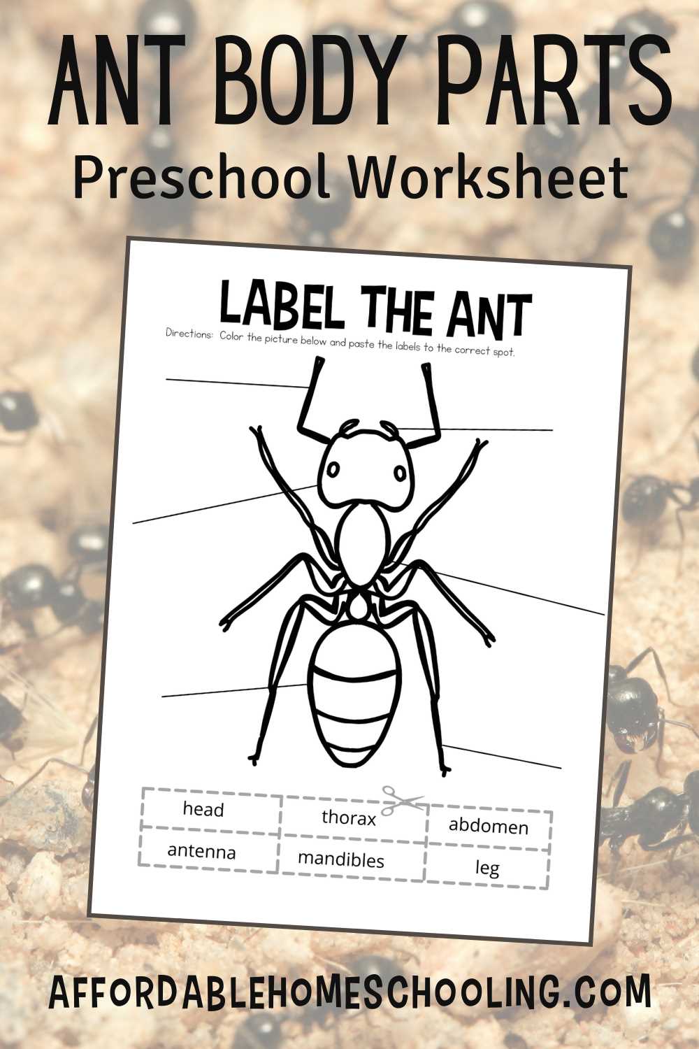 ant worksheets