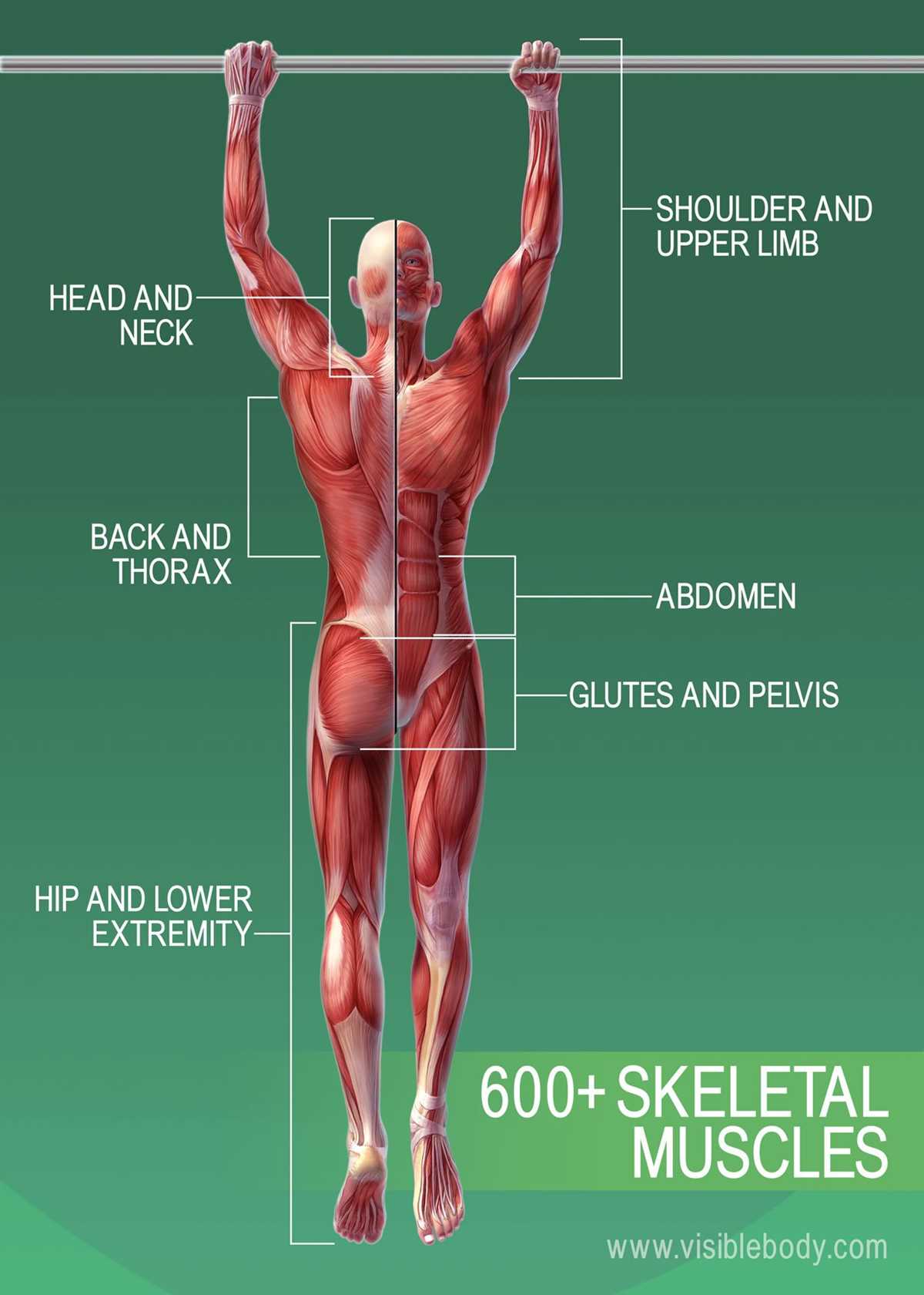 muscles worksheet