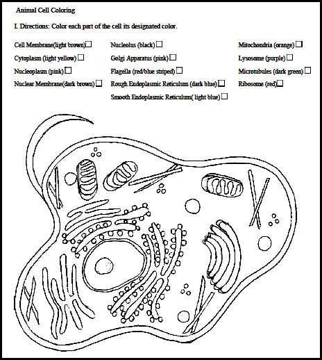 plant and animal cell coloring worksheets