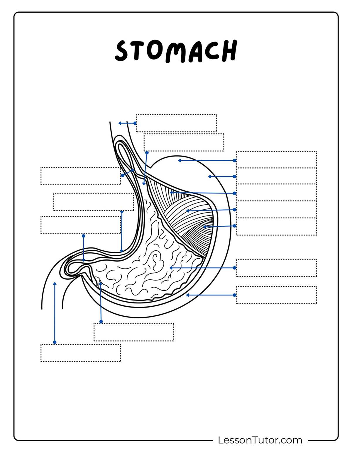 digestive tract diagram worksheet
