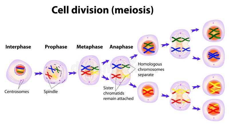phases of meiosis worksheet