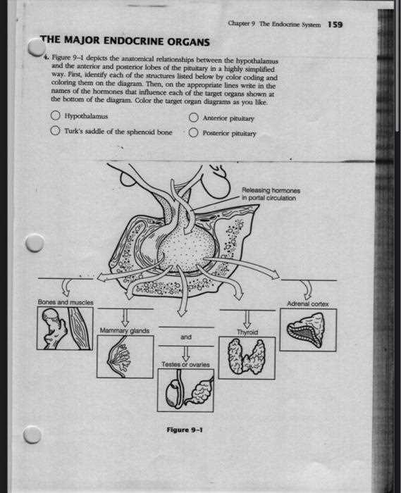 anatomy and physiology endocrine system worksheet