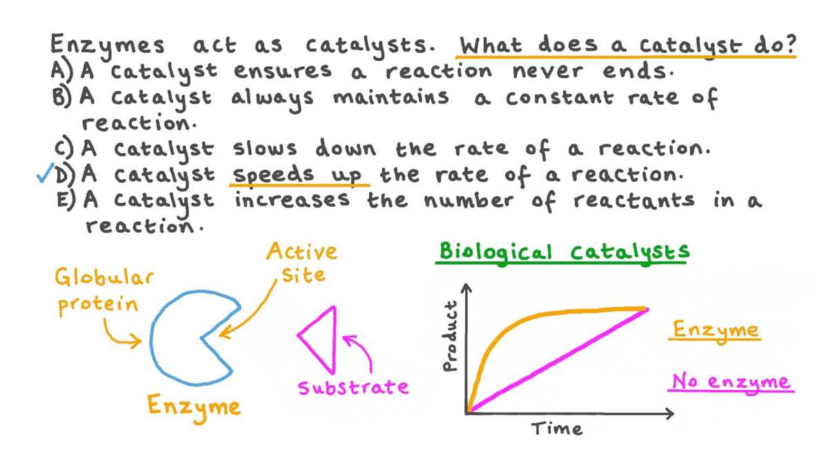 enzyme worksheet what is a catalyst