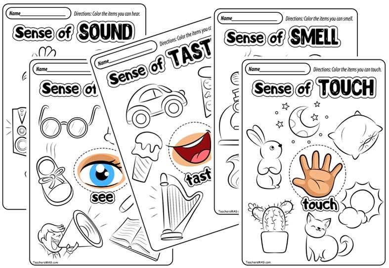 five senses worksheet for kindergarten